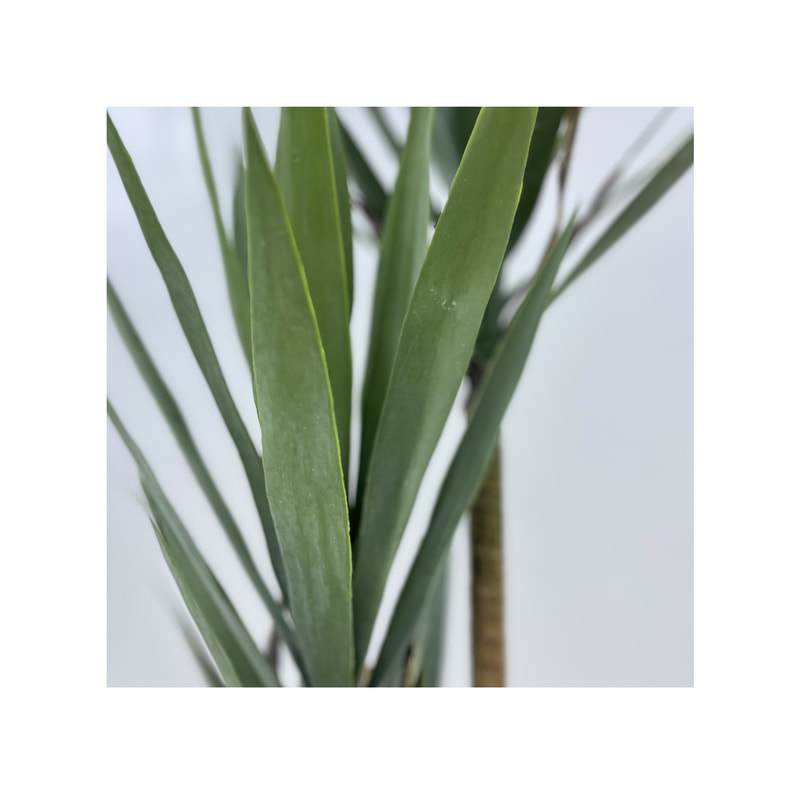 P-NN124-NT 210cm high  'nearly natural' Yukka plant