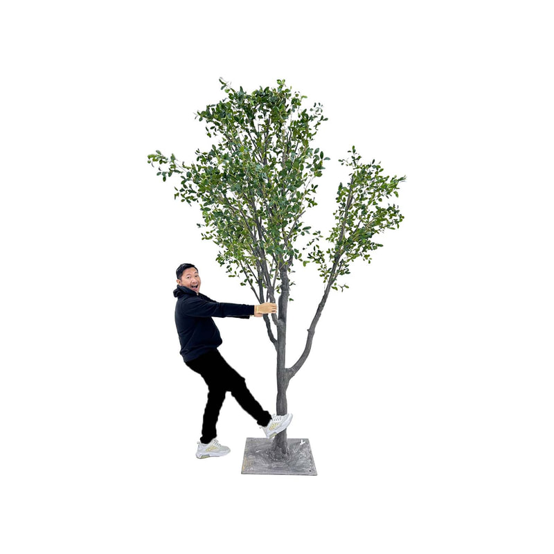P-NN126-NT 280cm high 'nearly natural' Enkianthus Perulatus