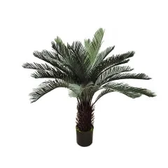 Cycad- 90cm high ​P-NN119-NL