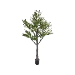Olive Tree - 200cm ​P-NN128-NT