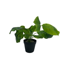 Anubias Barteri Plant - 8cm ​P-AP112-GR