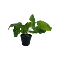Anubias Barteri - 8cm high​ ​P-AP112-GR