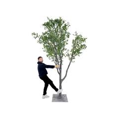 Aglaia Odorata  - 3m P-NN127-NT