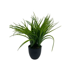 Pandanus Plant - 8cm ​P-AP114-GR
