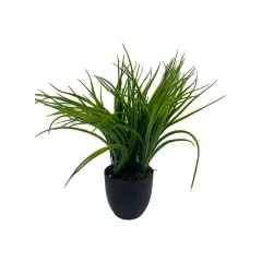 Pandanus Plant - 8cm high ​P-AP114-GR
