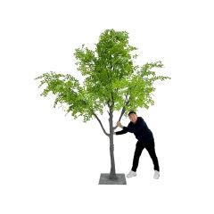 Elm Tree - 3m P-NN136-NT