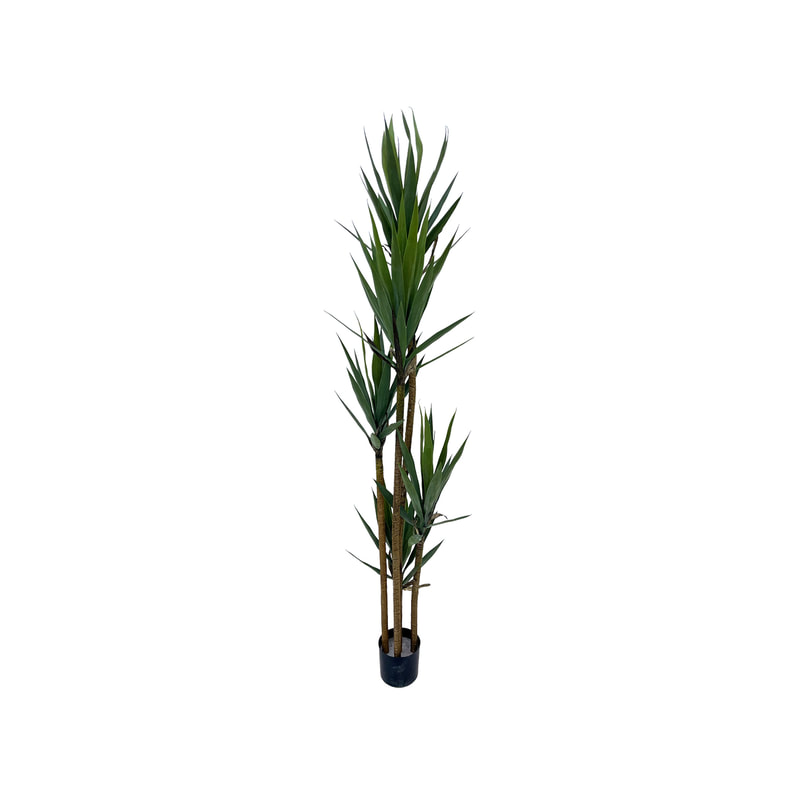 P-NN124-NT 210cm high  'nearly natural' Yukka plant