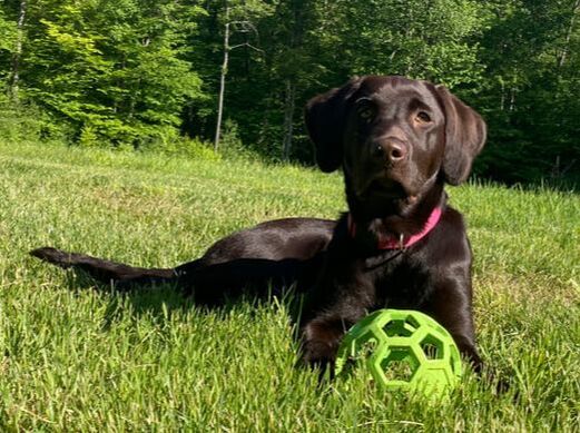 Dog with Ball