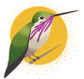 Illustration of a hummingbird