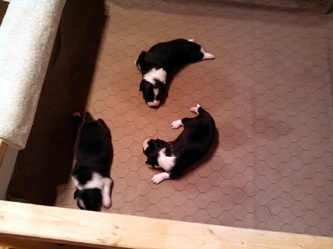 Puppies. Day 12
