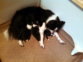 Lorna and pups. Day 12