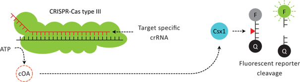 An image depicting the action of CRISPR within Amplex's eazySNP. Showing the cleavage of the fluorescent reporter. 
