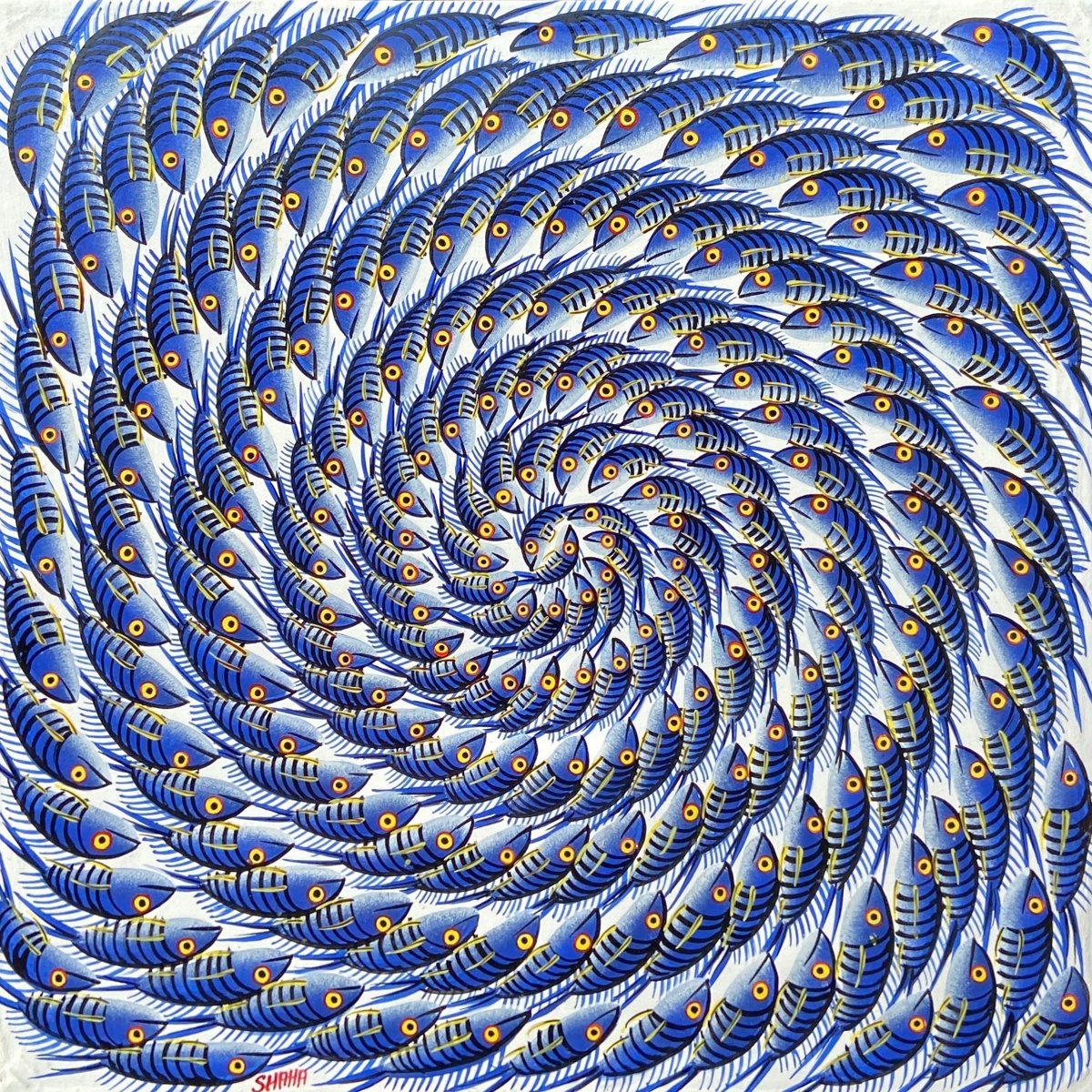 Shaha 藍色漩渦魚