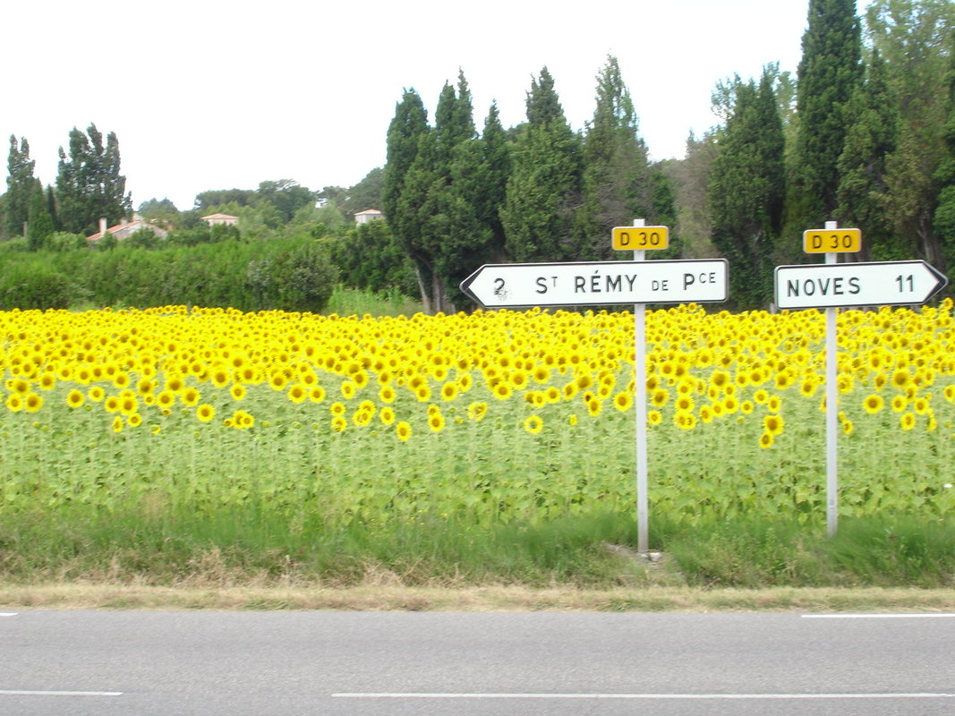 La Maison Blanche holiday rental in Provence - sunflowers .