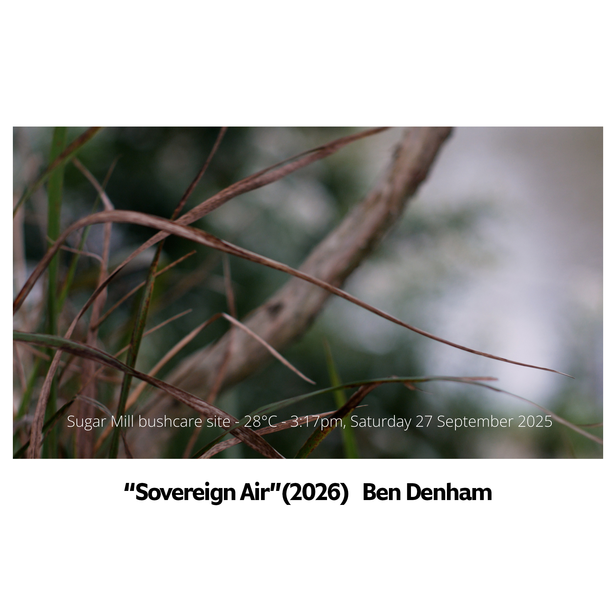 photo of reeds and  tree branch in forest with blurred background vegetation and light sky