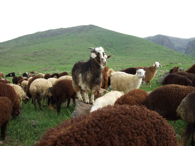 Sheep in a mountainous pasture