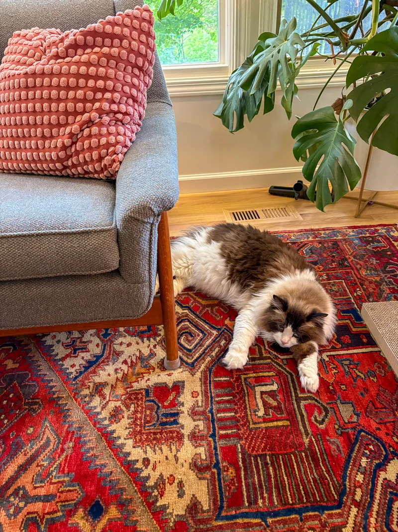 Cat on rug