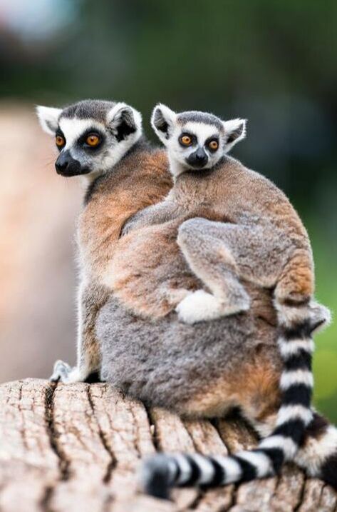 LEMURS