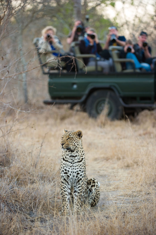 safari jeep with passengers and nearby cheetah
