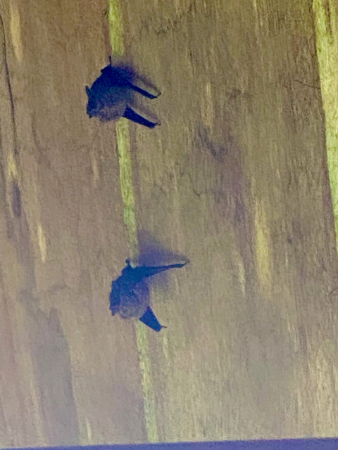 two-sleeping-bats-inside-dos-gatos-loco-restaurant-overhang-roof