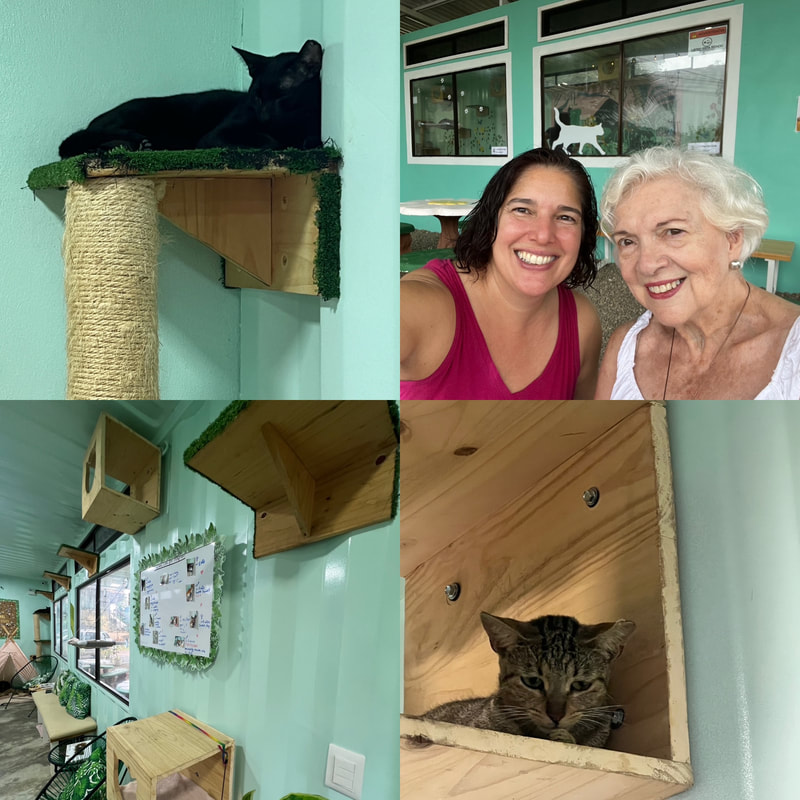 Coffee Cat Cafe photos