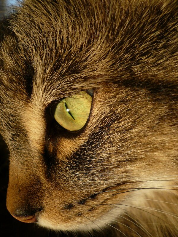 Love to our cat King