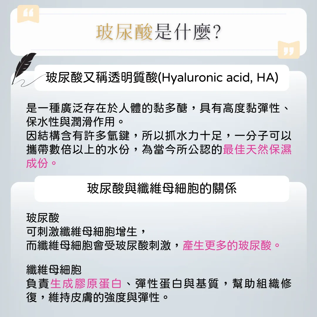 玻尿酸是什麼？與纖維母細胞的關係？