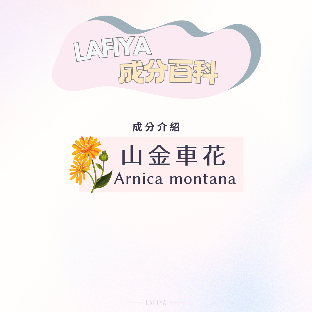山金車花萃取物（Arnica Montana Flower Extract）