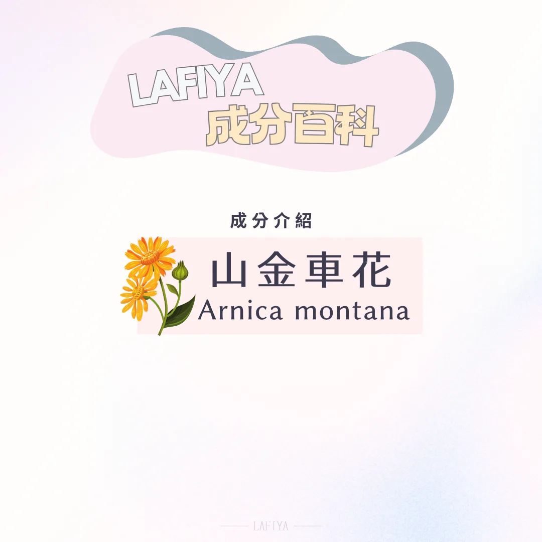 山金車花 Arnica montana的功能與對肌膚健康的幫助