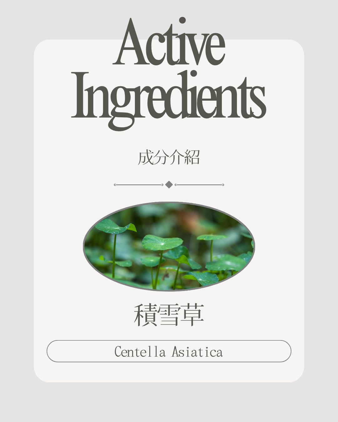 積雪草萃取（Centella Asiatica Extract）