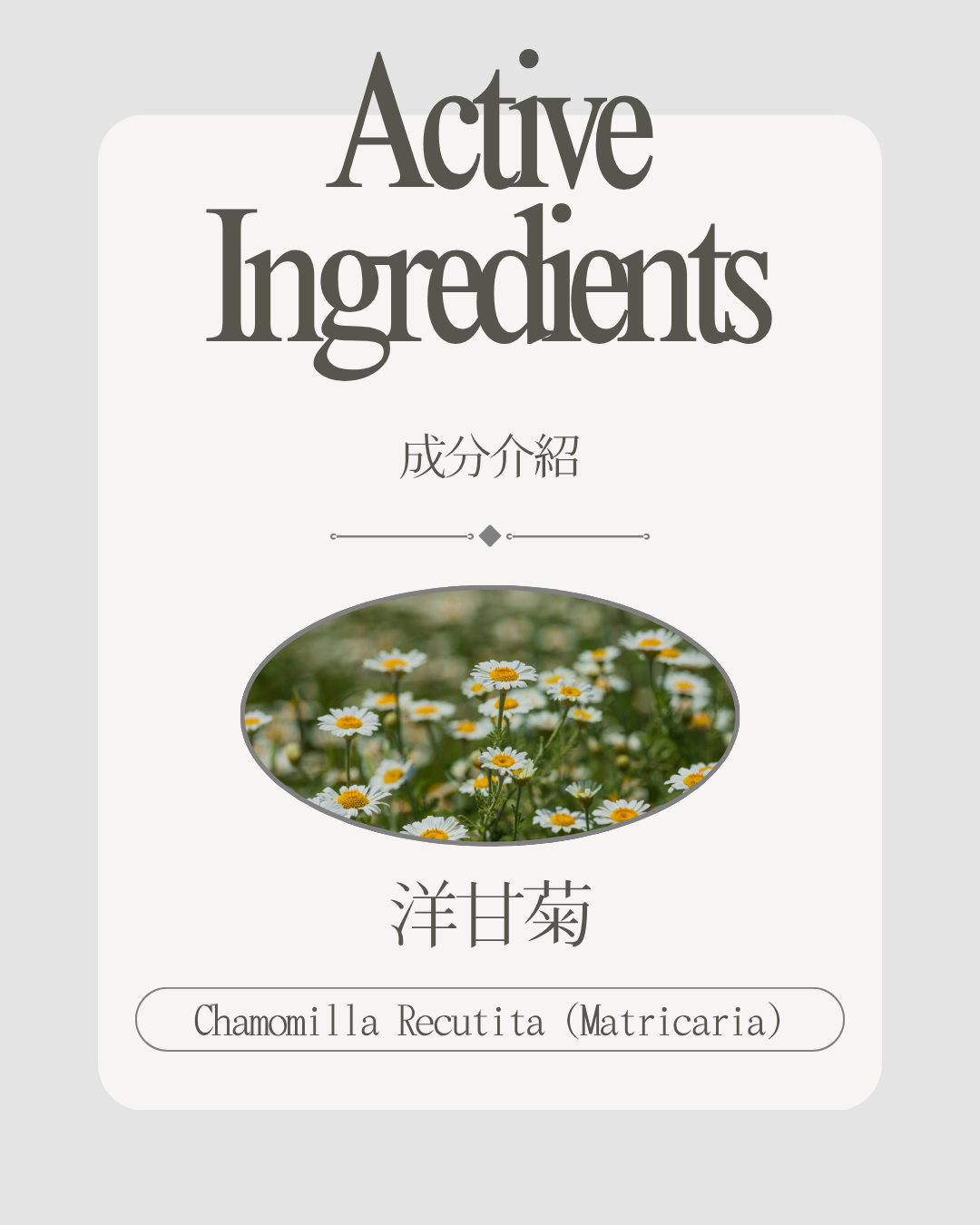 洋甘菊花萃取（Chamomilla Recutita (Matricaria) Flower Extract）