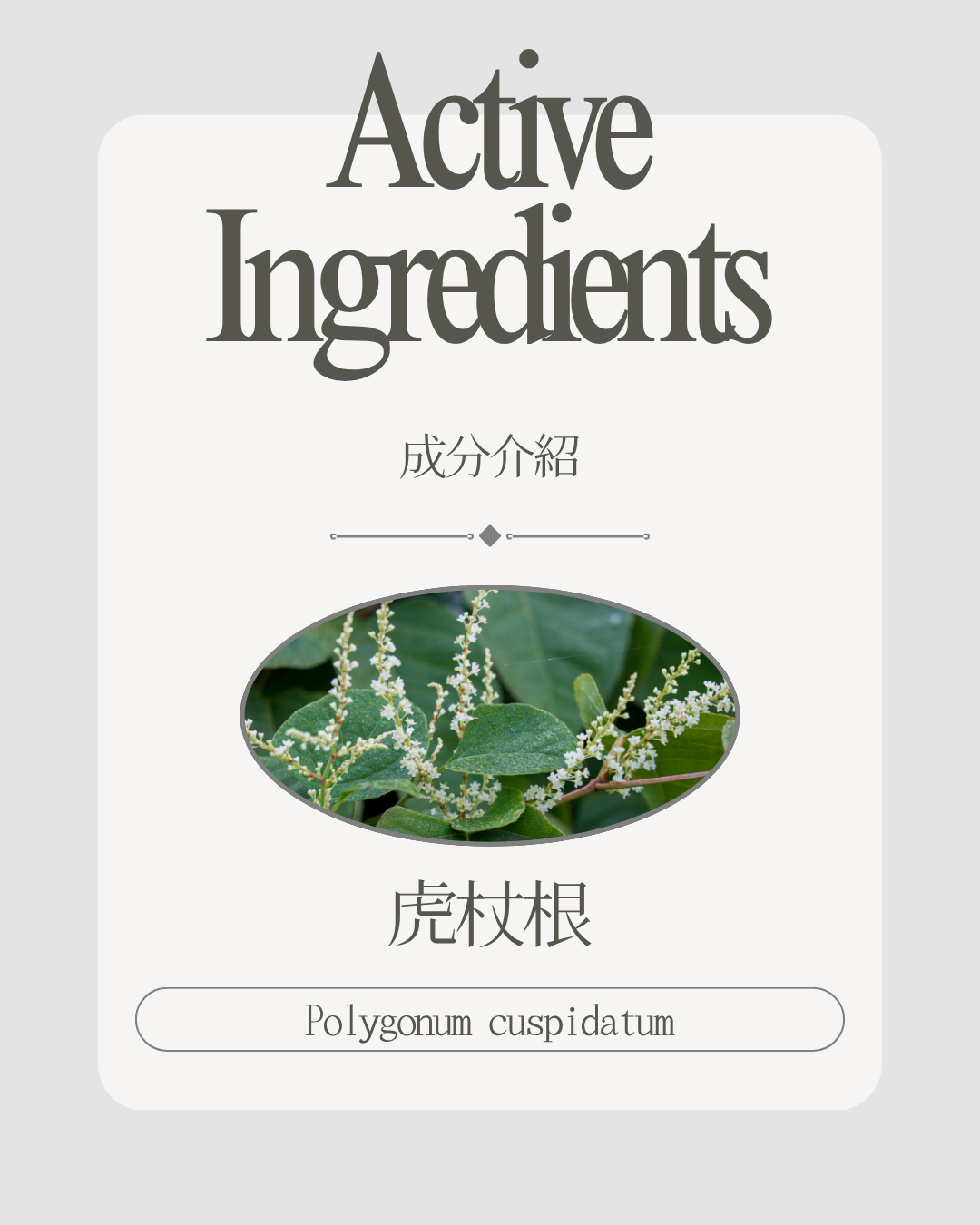 虎杖根萃取（Polygonum Cuspidatum Root Extract）
