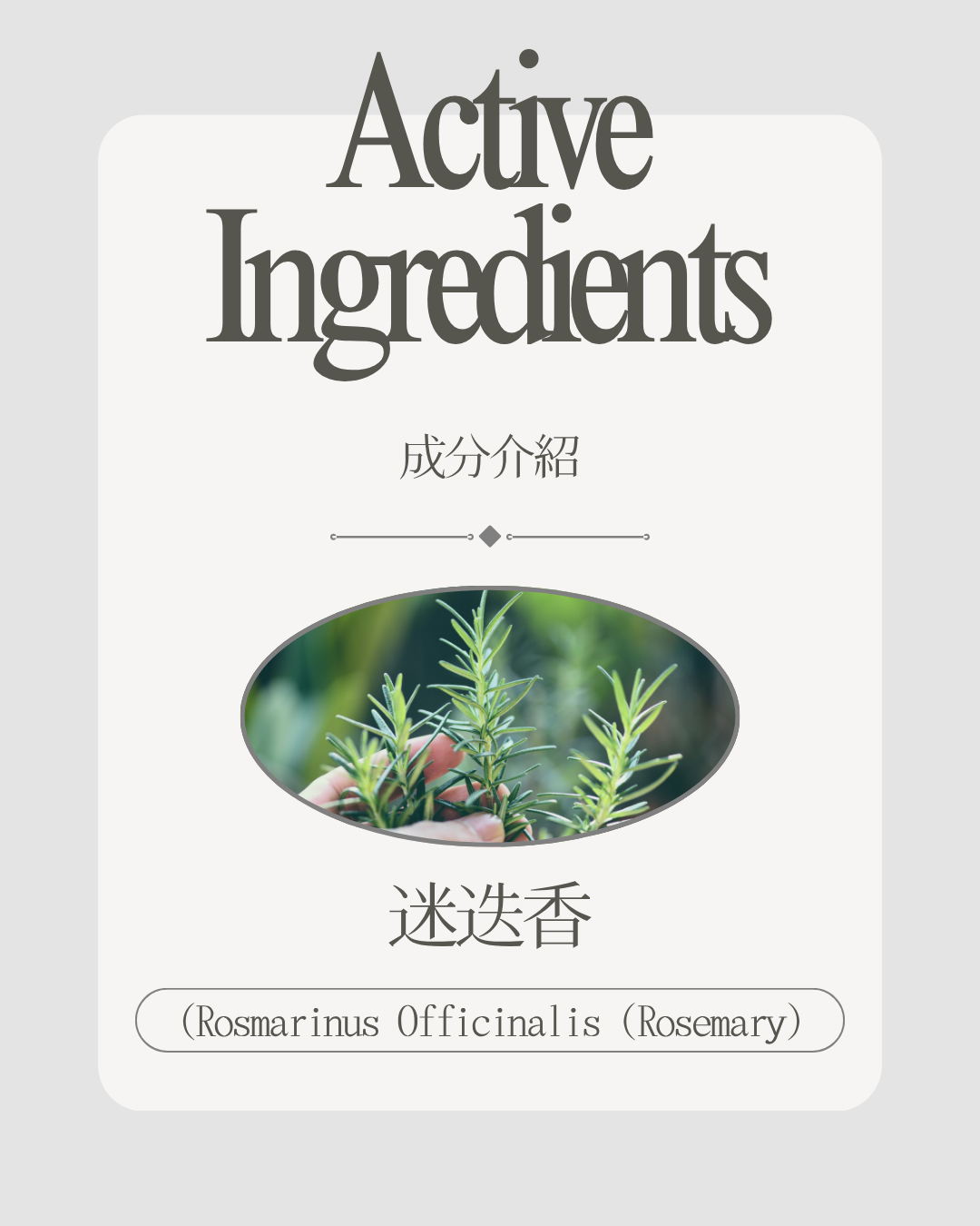迷迭香葉萃取（Rosmarinus Officinalis (Rosemary) Leaf Extract）