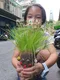 carousel chooser