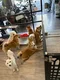 carousel chooser
