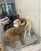 carousel chooser