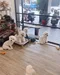 carousel chooser