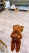 carousel chooser