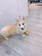carousel chooser