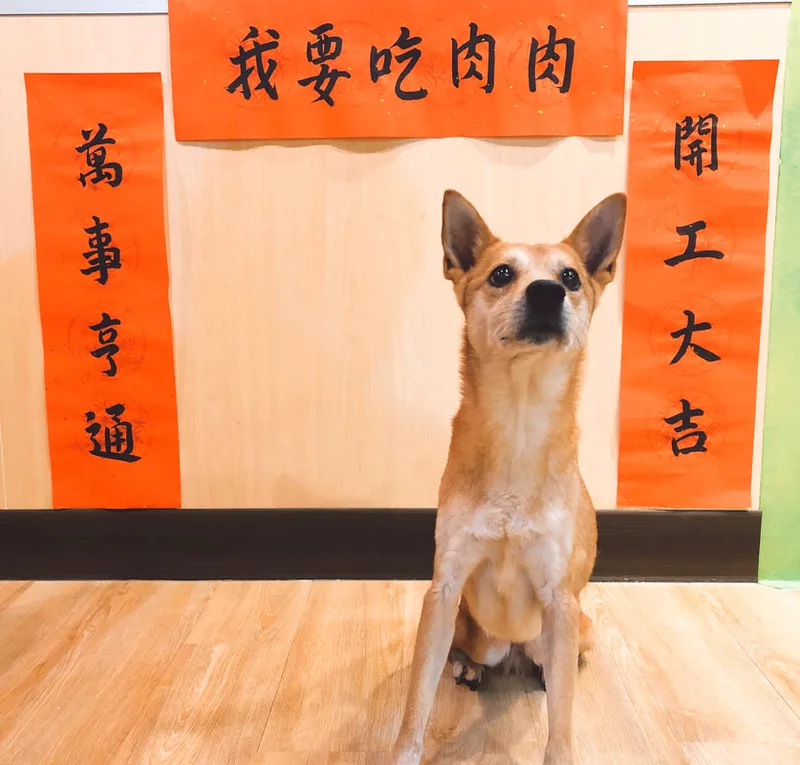 宜蘭寵物住宿