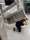 carousel chooser