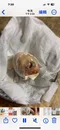 carousel chooser