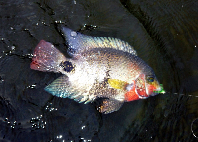 Blackbelt Cichlid caught at the Rio Indio Lodge, Nicaragua