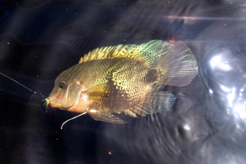Blackbelt Cichlid caught on a floating Rapala in Rio Parismina, Costa Rica.