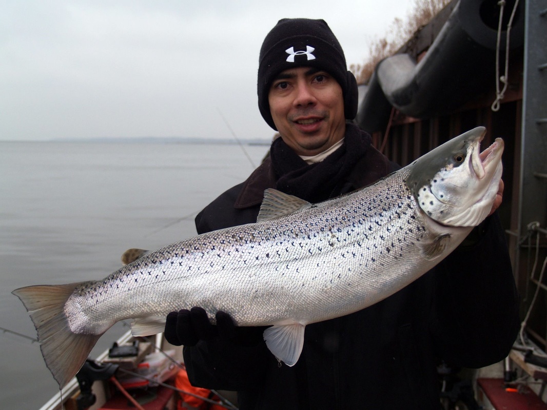 Brown Trout caught near Milwaukee, Wisconsin in February.  