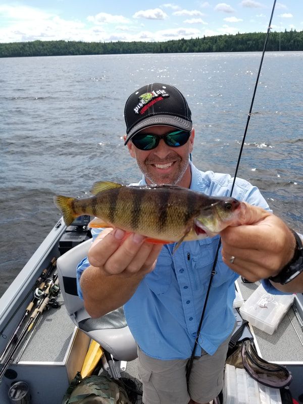 A healthy Yellow Perch. 