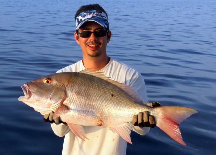 A healthy Mutton Snapper caught by the author off the Florida Keys