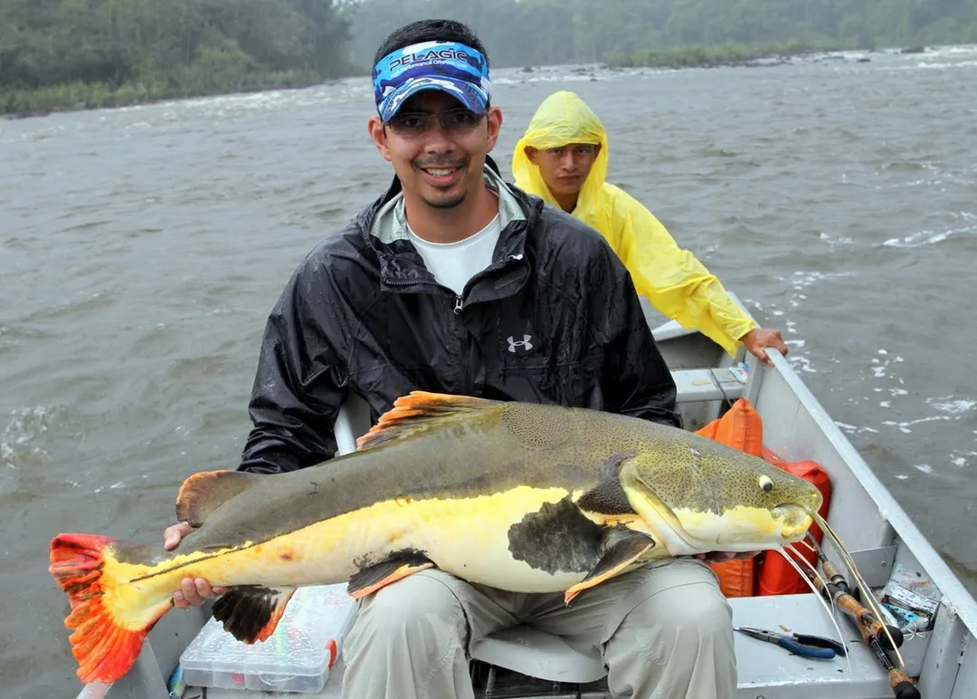 Redtail Catfish caught in Brazil