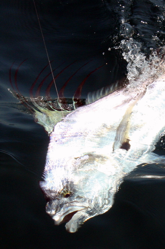 Roosterfish in Puerto Vallarta, Mexico