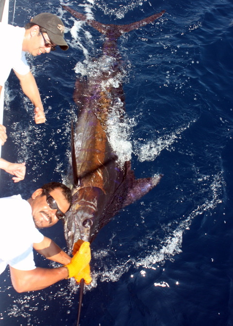 Preparing to release a Black Marlin in Puerto Vallarta, Mexico